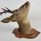 Deer head stuffed and naturalized Taxidermy