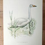 Wild swan board