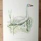 Planche cygne sauvage