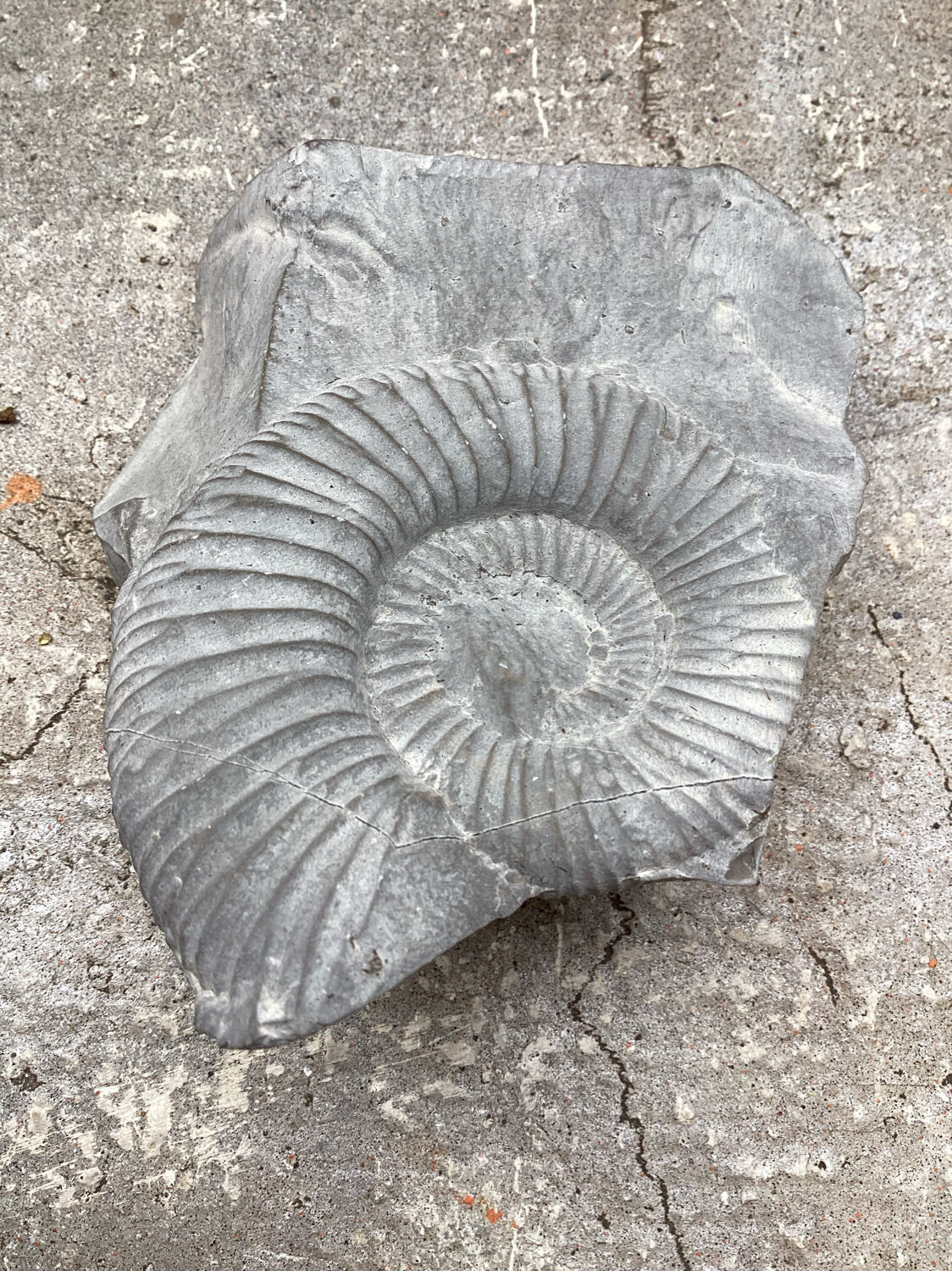Gray ammonite fossil