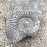 Fossile ammonite gris