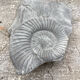 Gray ammonite fossil