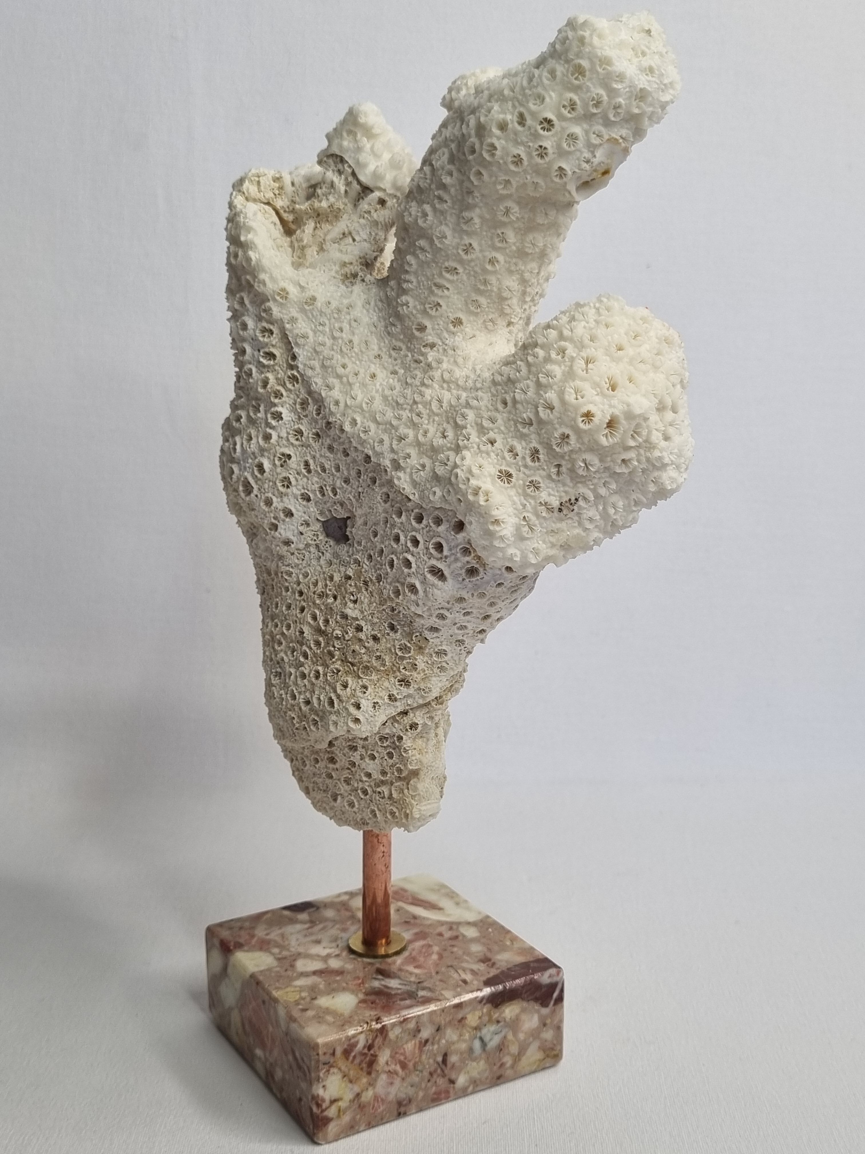 Old white coral branch on pedestal, 27 cm