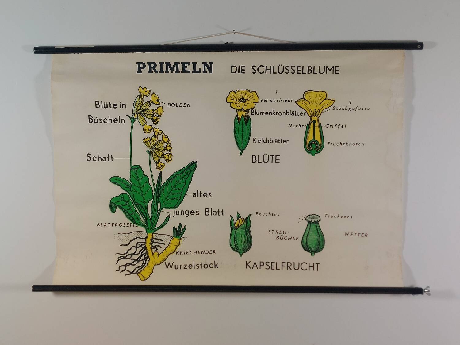 Vintage educational wall hanging roll chart biology plants botanical
