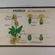 Vintage educational wall hanging roll chart biology plants botanical