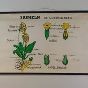 Vintage educational wall hanging roll chart biology plants botanical