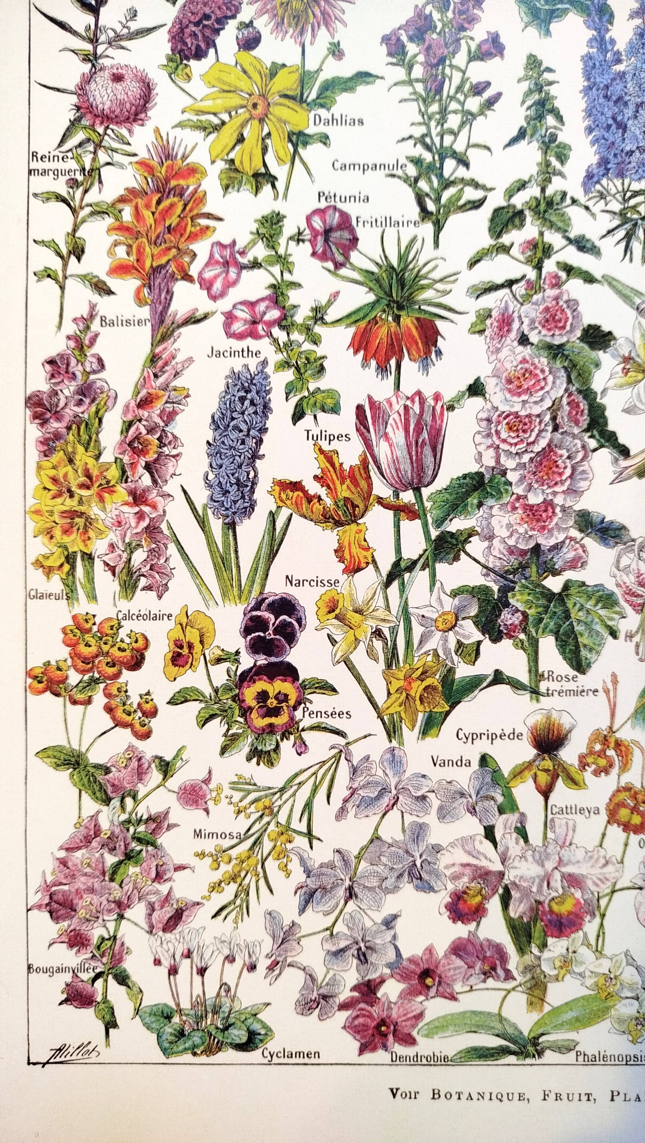 Poster about flowers, after a 1922 lithograph