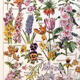 Affiche sur les fleurs, d'après une lithographie de 1922