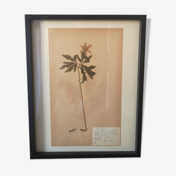 Old Swedish herbarium boards framed