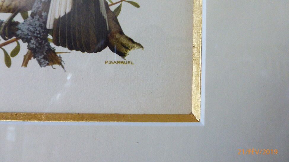 Birds - collection Hepatior N ° 16