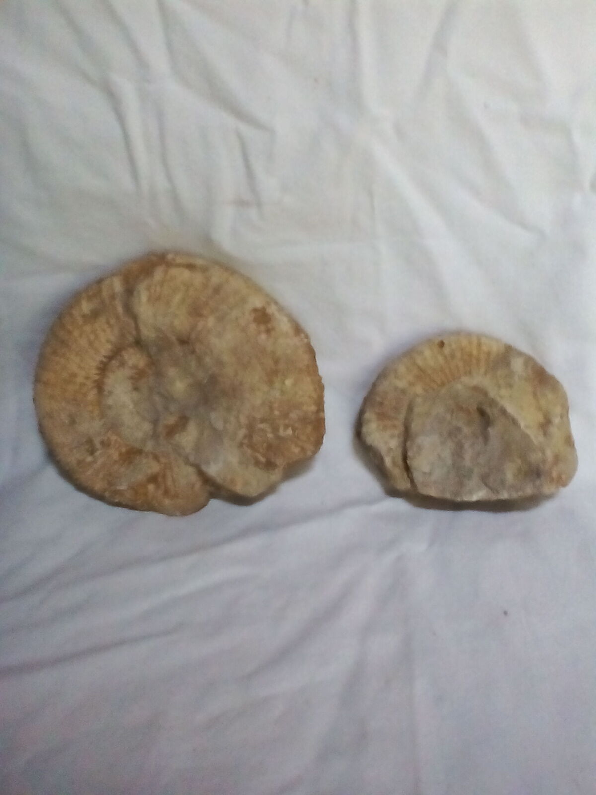 Marine fossils