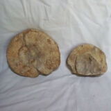 Marine fossils