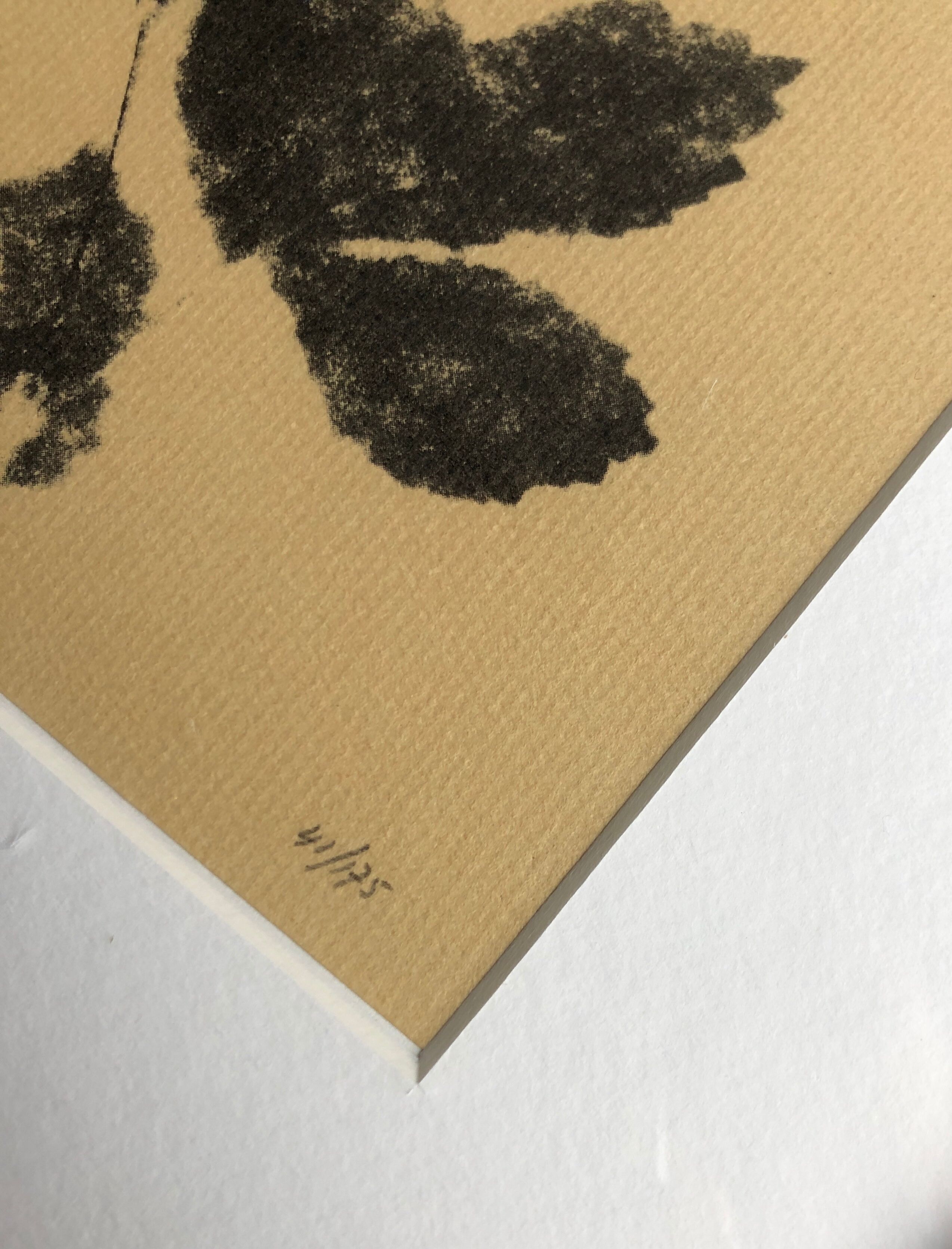 Framed lithograph - extract from the notebook "Les Natugraphies" - Albert de Visscher