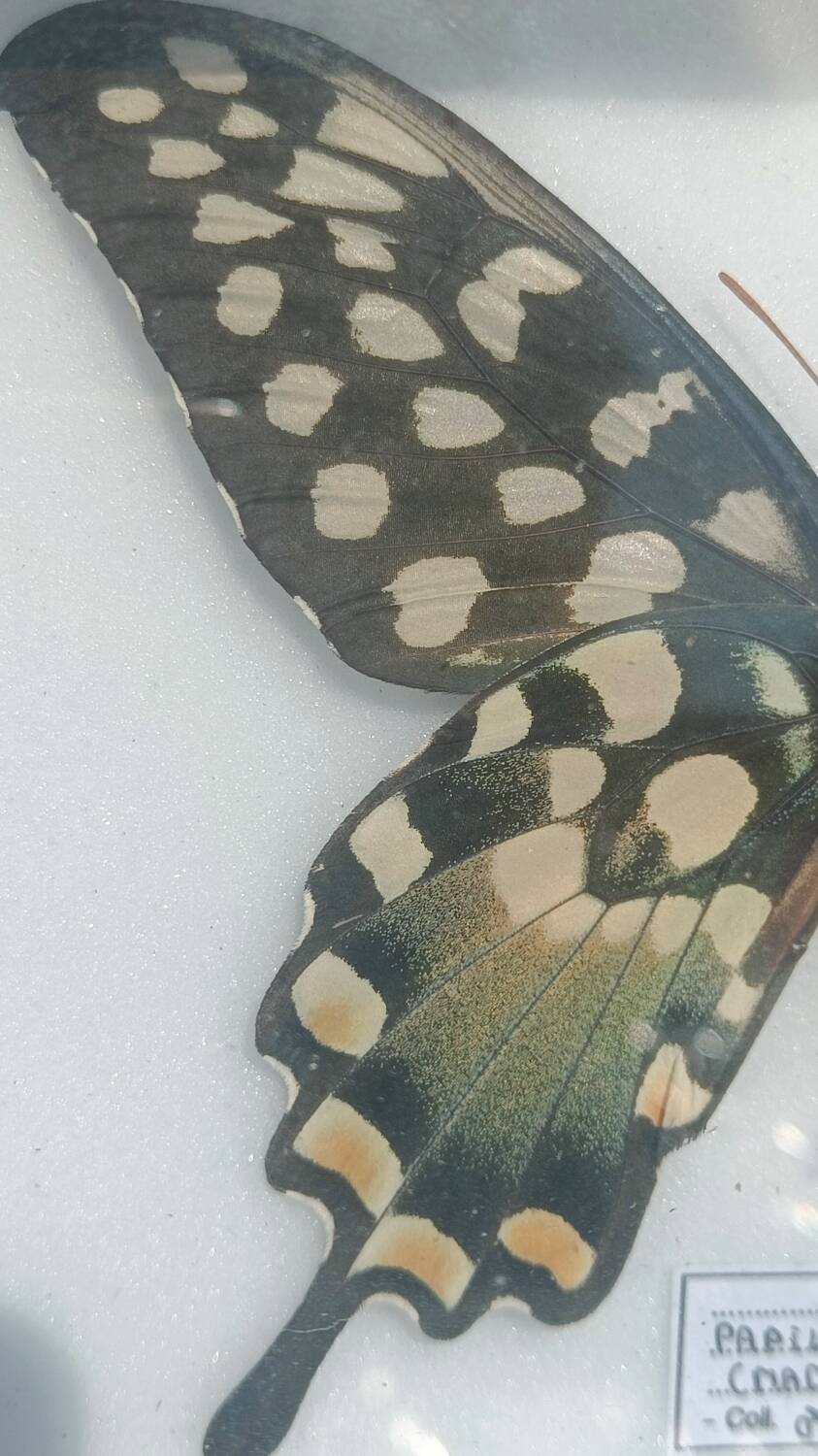 Papillon Antenor de Madagascar