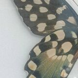 Madagascar Antenor Butterfly
