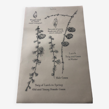 Larch botanical poster