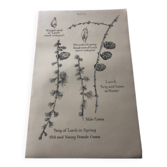 Larch botanical poster