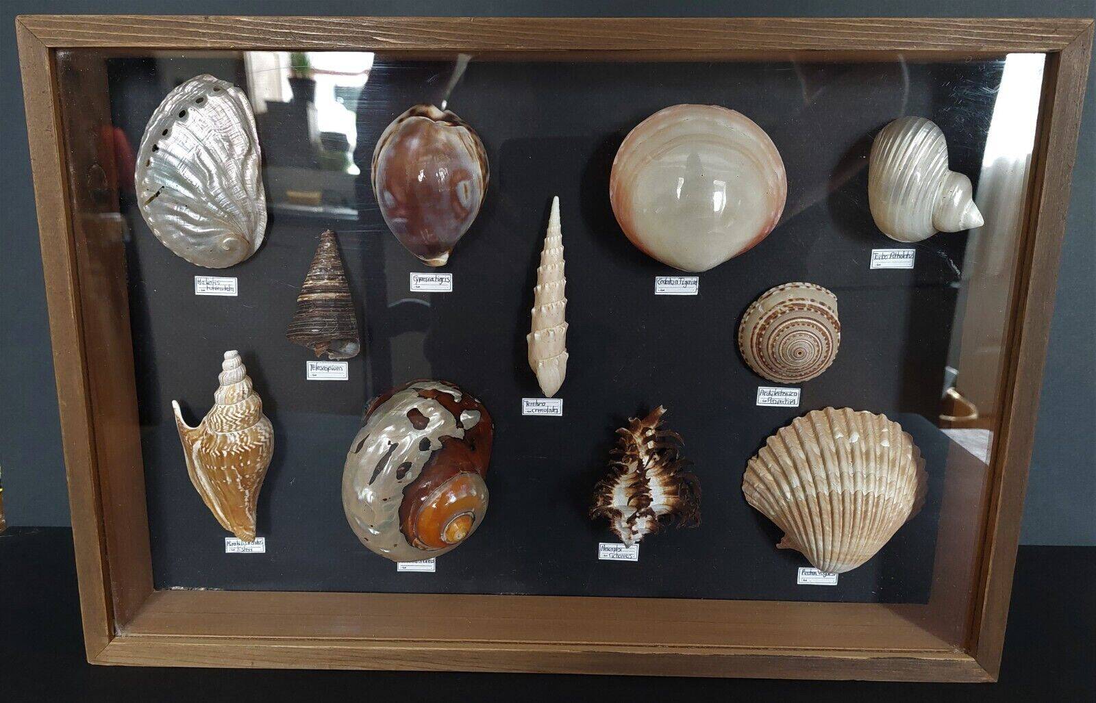 Collection frame with shells