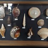 Collection frame with shells
