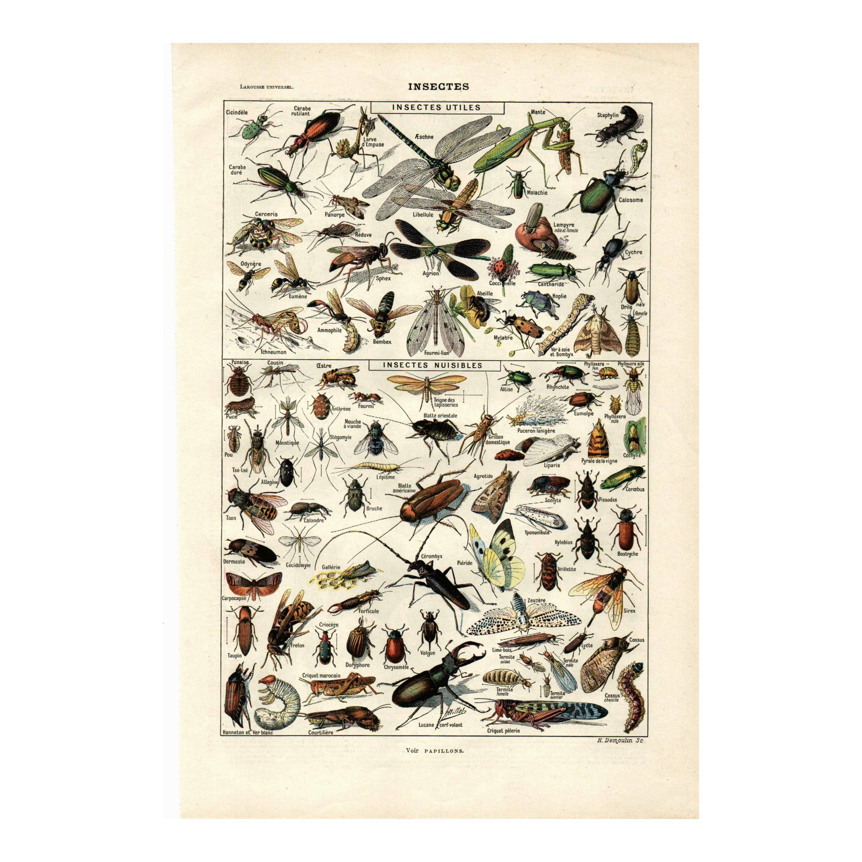 Gravure ancienne - 1923 - Insectes utiles et nuisibles par A. Millot