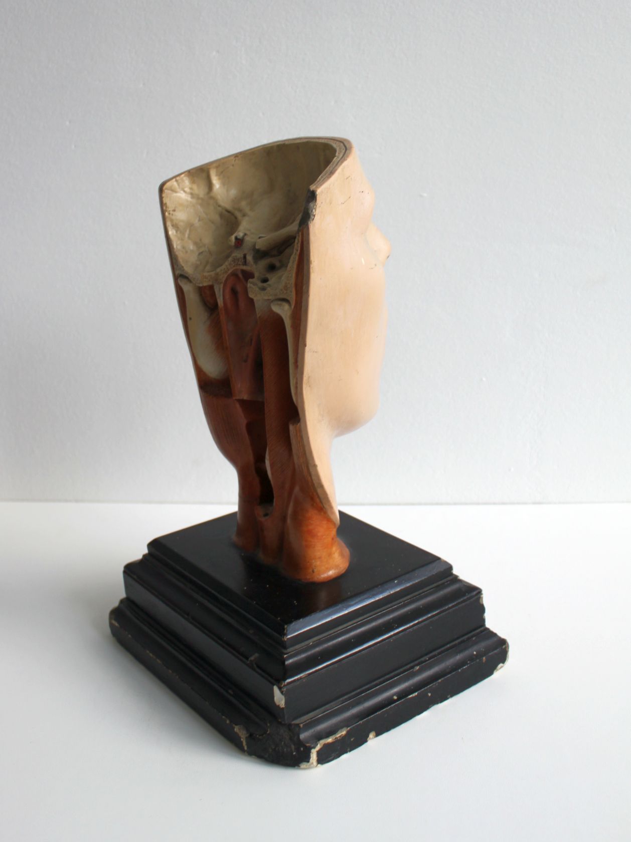 Anatomical model of human face, 30