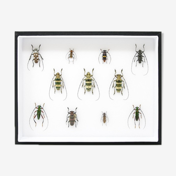 Pinned Insect Collection with Scientific Data, Museum Entomology Box Frame