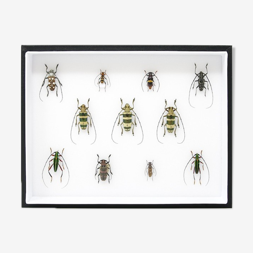 Pinned Insect Collection with Scientific Data, Museum Entomology Box Frame  | Selency