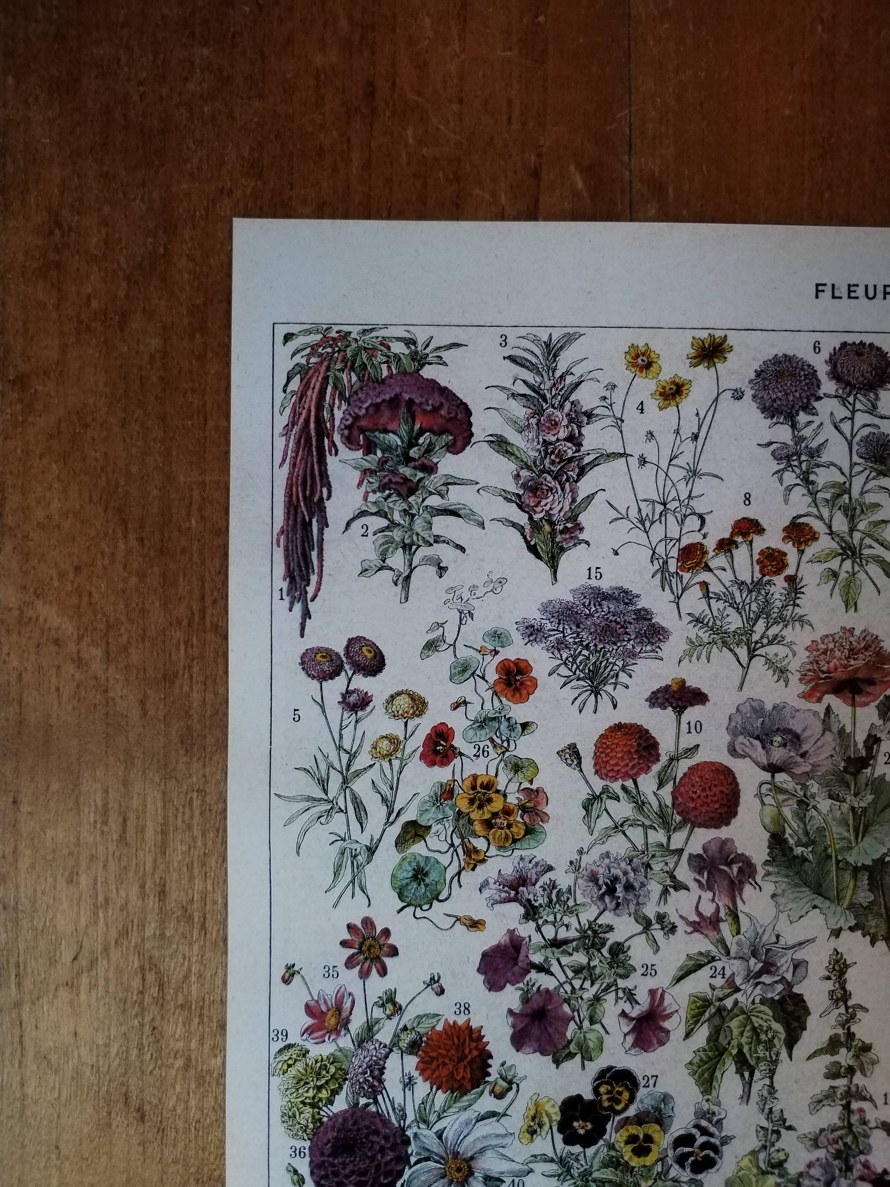 Original lithograph on flowers