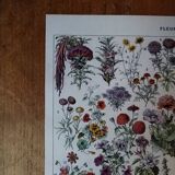 Original lithograph on flowers