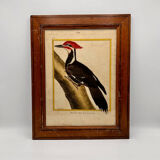 Engraving Crested Black Woodpecker from Louisiana