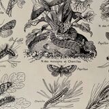Lithograph on moths from 1921