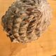 Cooked pine cone