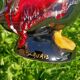 Pichet Duck Vallauris