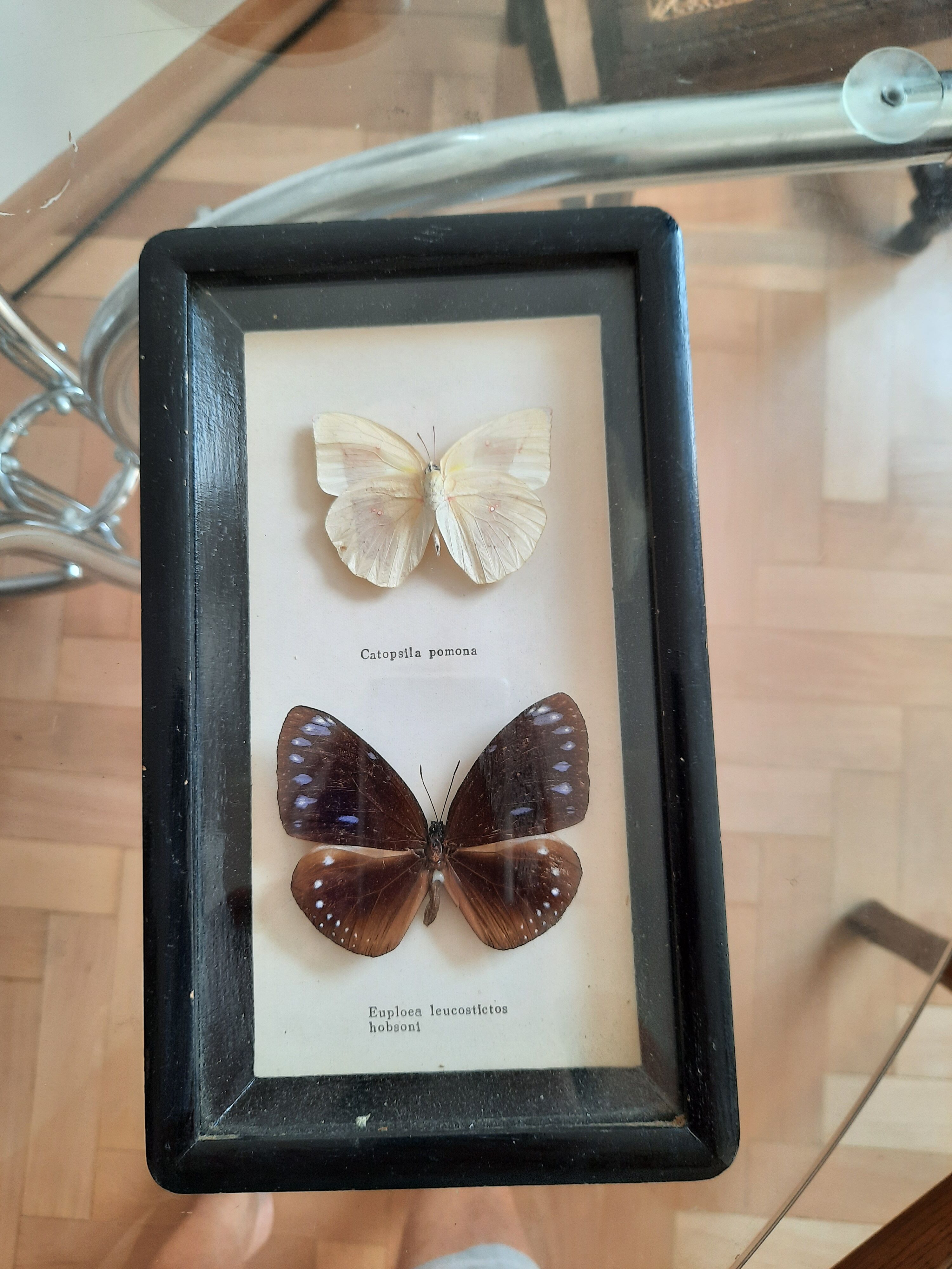 Vintage framed butterflies