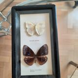 Vintage framed butterflies