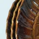 6 antique fish barbotine plates – Saint-Clément