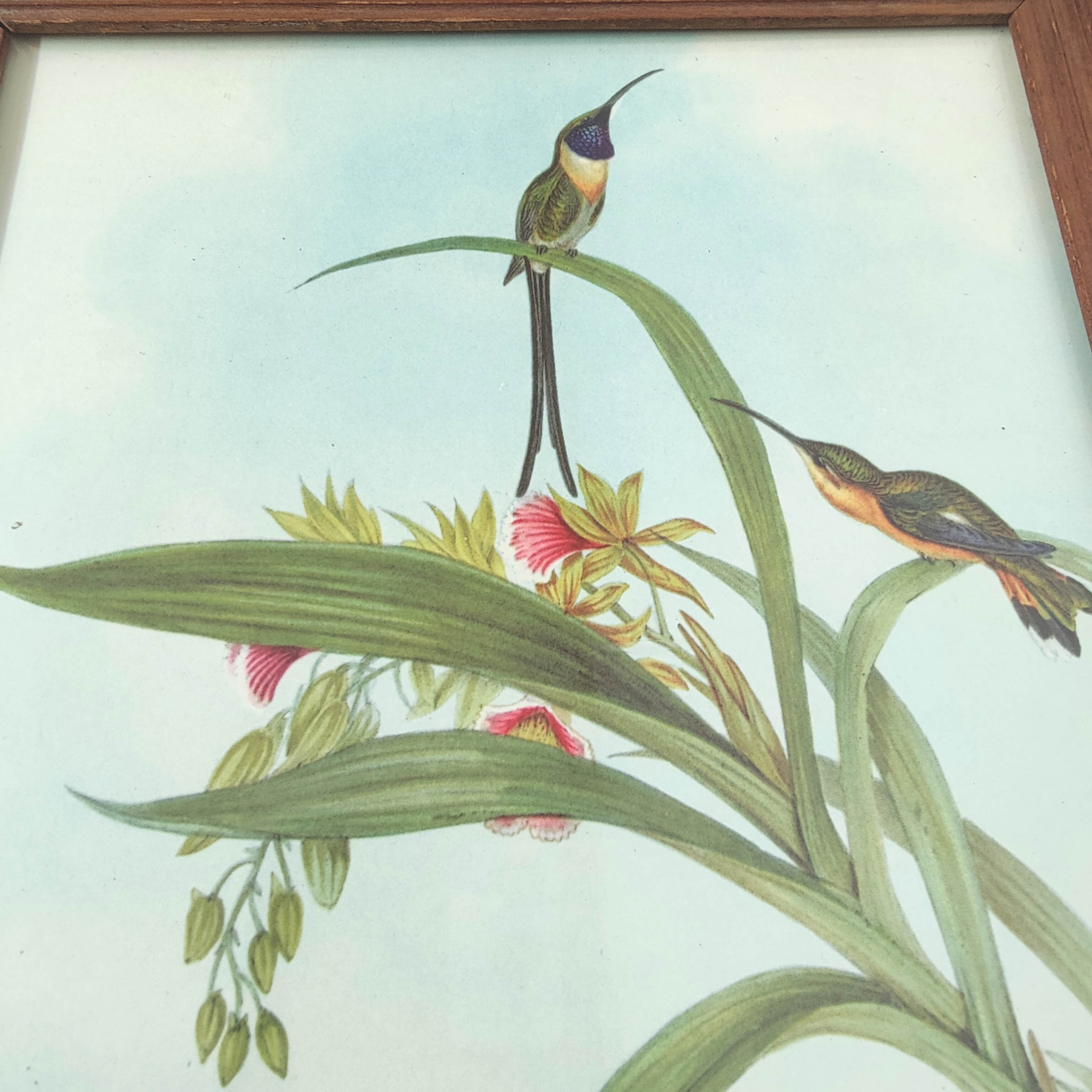 Lot 2 wooden frames botanical illustrations J. Gould and HC Richter