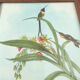 Lot 2 wooden frames botanical illustrations J. Gould and HC Richter