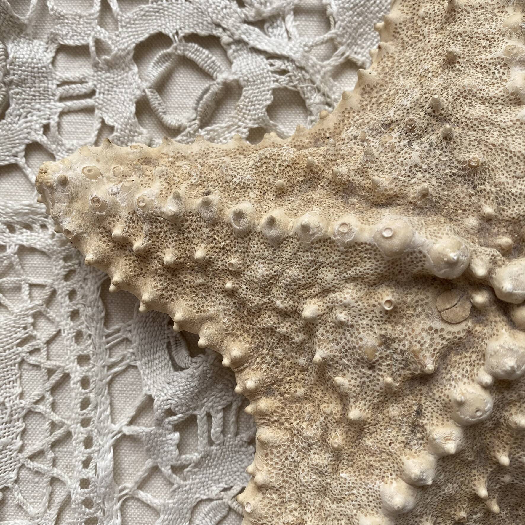 knotted starfish 21 cm
