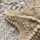 knotted starfish 21 cm