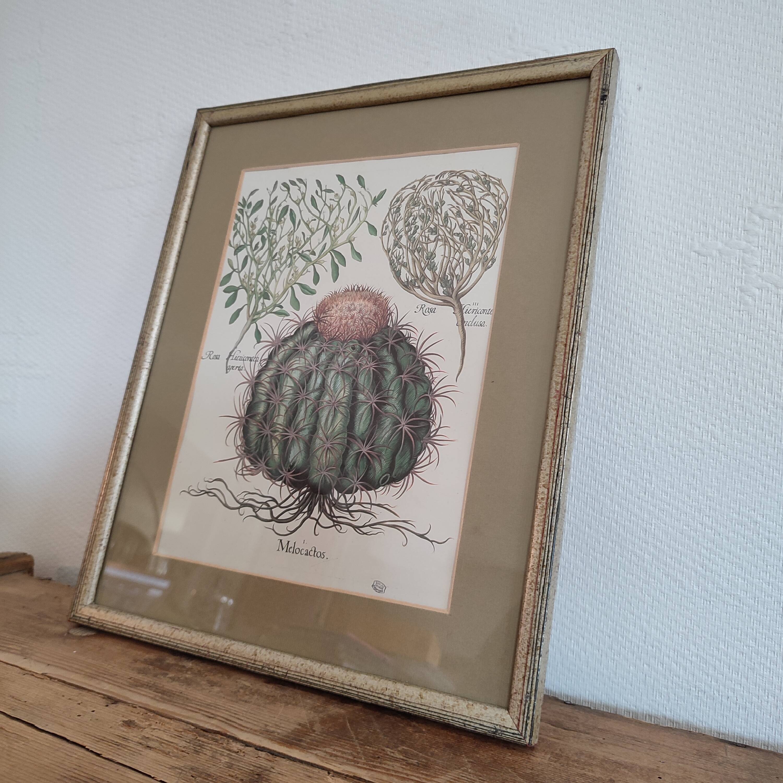 Illustration botanique