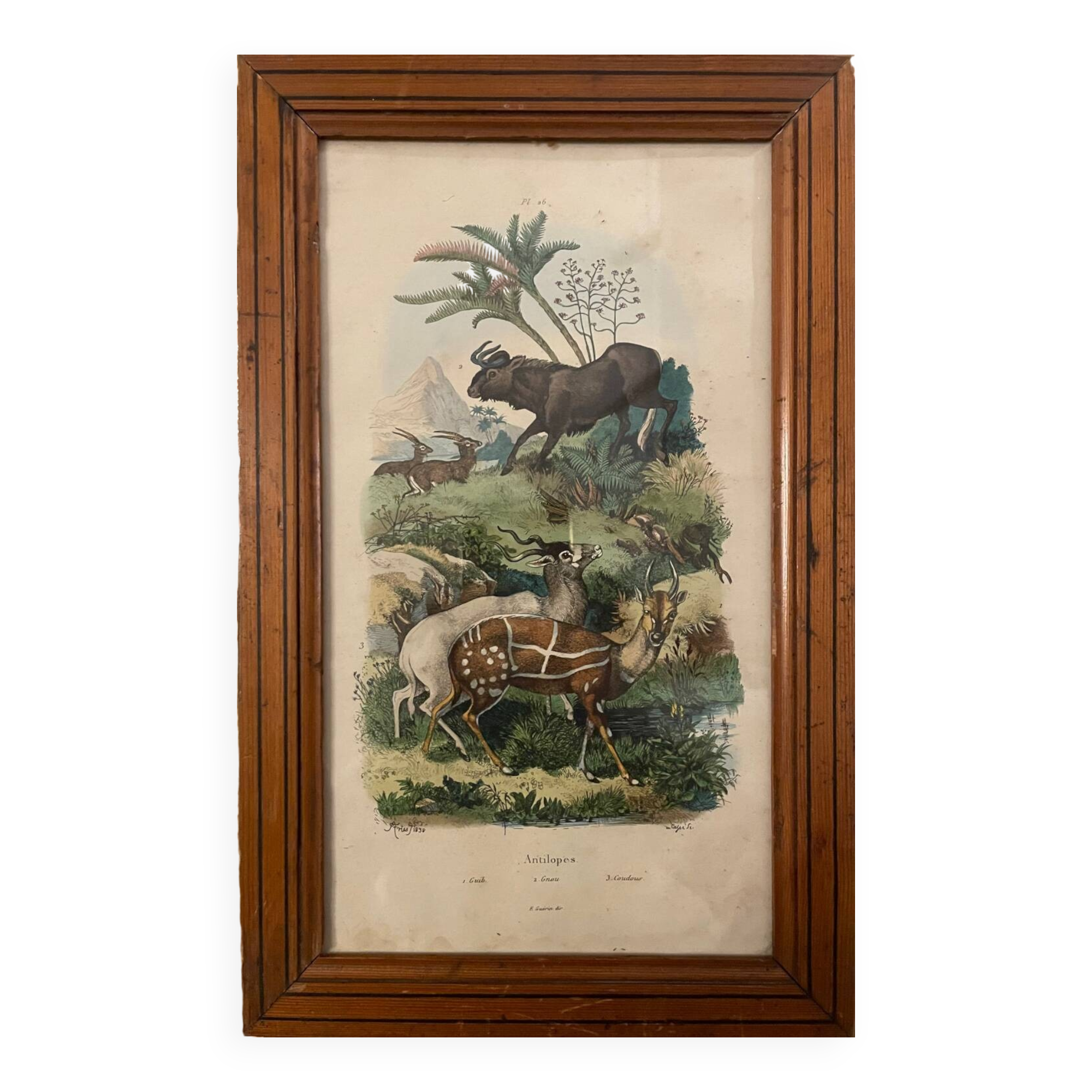 Old engraving painting of antelopes Guérin 1838