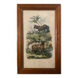 Tableau ancienne gravure antilopes Guérin 1838