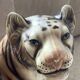 Enamelled ceramic tiger 1970