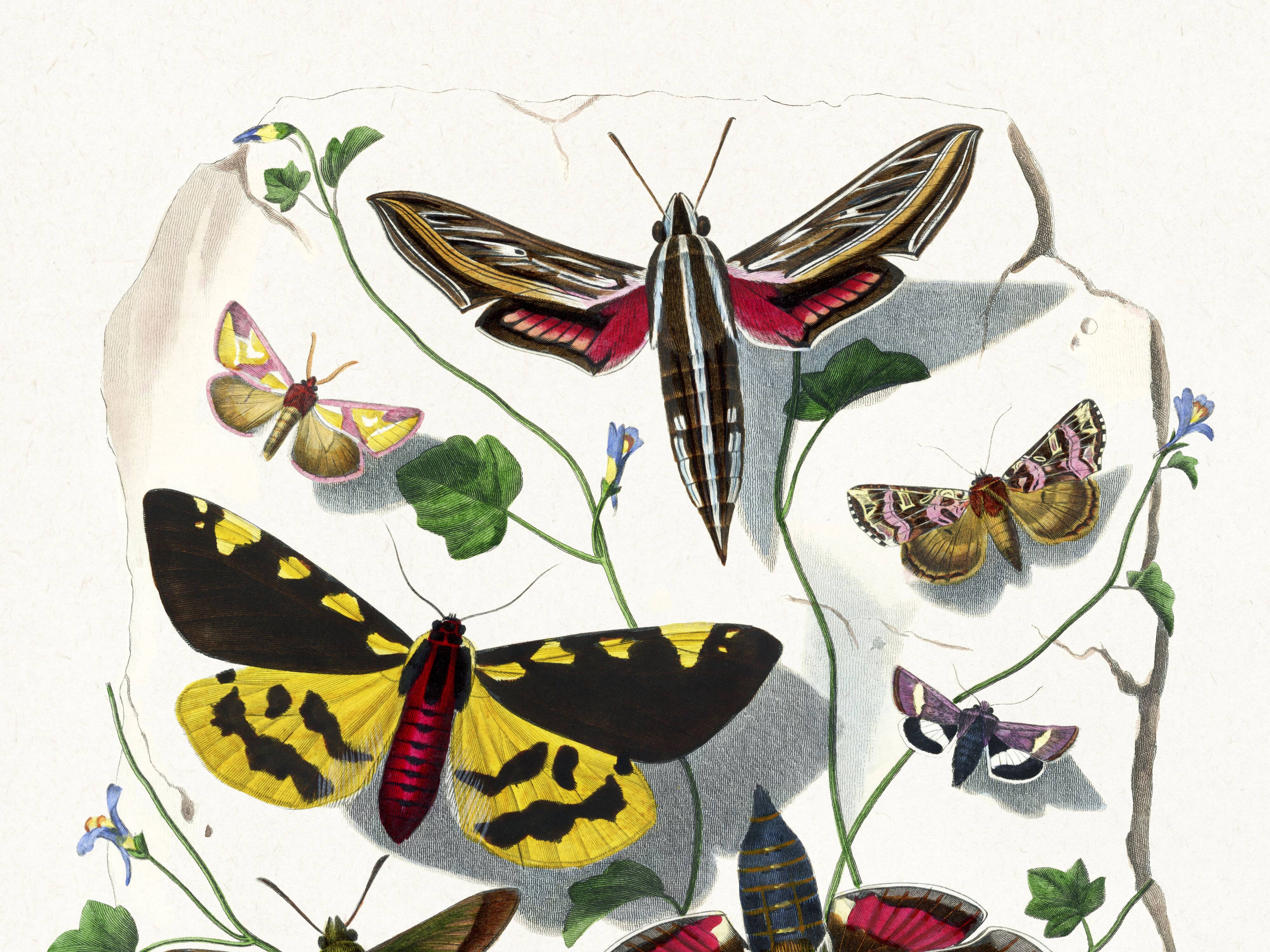 Poster about butterflies, based on an old engraving from 1842.
