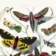 Poster about butterflies, based on an old engraving from 1842.