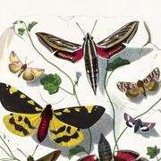 Poster about butterflies, based on an old engraving from 1842.