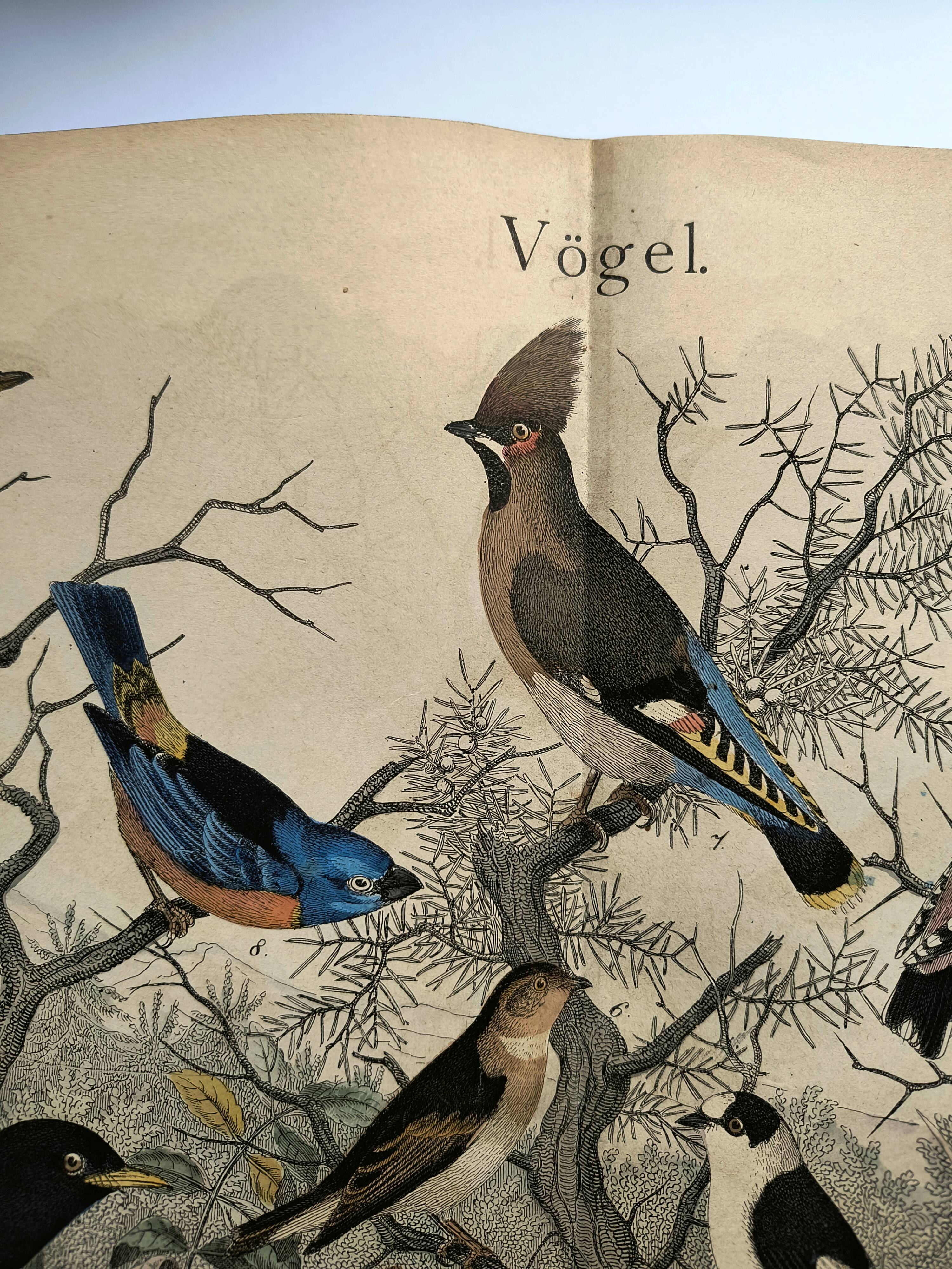 Large antique engraving, 1886 - Thrushes and European birds. Lithograph.