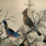 Large antique engraving, 1886 - Thrushes and European birds. Lithograph.