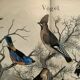 Large antique engraving, 1886 - Thrushes and European birds. Lithograph.